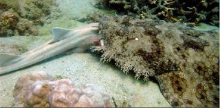 Illustration for article titled First Ever Photo of a Shark Eating Another Shark
